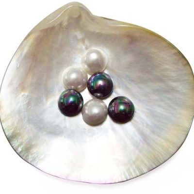 South Sea Shell Pearls - OrientalPearls