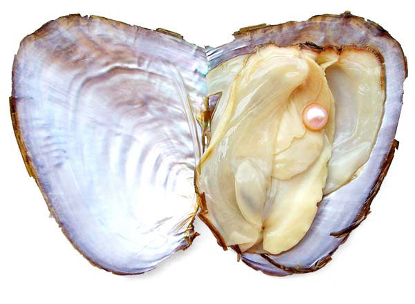 how do oysters make pearls